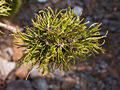 Pinus mugo Triumph IMG_4912 (VALENTA) Sosna kosodrzewina